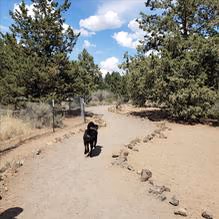 Dog Park at Pine Nursery Park photo 1